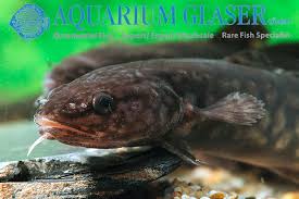 Attēlu rezultāti vaicājumam “Lota lota”