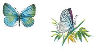 Attēlu rezultāti vaicājumam “Celastrina argiolus male”