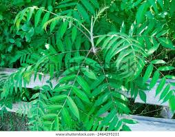 Attēlu rezultāti vaicājumam “Rhus typhina leaf”