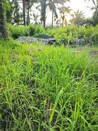 Attēlu rezultāti vaicājumam “Leersia oryzoides”