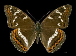 Attēlu rezultāti vaicājumam “Limenitis populi”