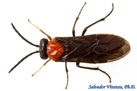 Attēlu rezultāti vaicājumam “Tenthredinidae”