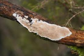 Attēlu rezultāti vaicājumam “Gloeoporus dichrous”