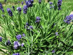Attēlu rezultāti vaicājumam “Lavandula angustifolia bud”
