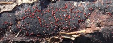 Attēlu rezultāti vaicājumam “Nectria episphaeria”