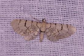 Attēlu rezultāti vaicājumam “Eupithecia venosata”