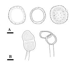Attēlu rezultāti vaicājumam “Puccinia poarum”