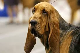 Image result for Carlisle BloodHounds