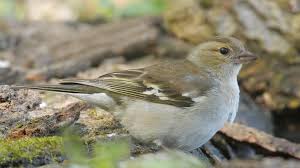 Attēlu rezultāti vaicājumam “Fringilla coelebs female”