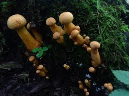 Attēlu rezultāti vaicājumam “Gymnostomum aeruginosum”