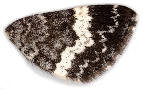 Attēlu rezultāti vaicājumam “Spargania luctuata”