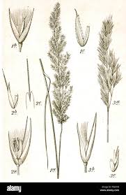 Attēlu rezultāti vaicājumam “Calamagrostis canescens”