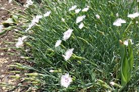 Attēlu rezultāti vaicājumam “Dianthus deltoides bud”