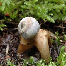 Attēlu rezultāti vaicājumam “Geastrum quadrifidum”
