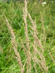Attēlu rezultāti vaicājumam “Calamagrostis purpurea fruit”