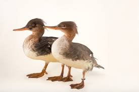 Attēlu rezultāti vaicājumam “Mergus serrator female”