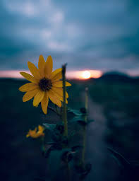 Image result for Sonnenblume