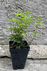 Attēlu rezultāti vaicājumam “Galium odoratum bud”