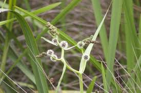 Attēlu rezultāti vaicājumam “Sparganium minimum fruit”