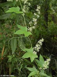 Attēlu rezultāti vaicājumam “Echinocystis lobata flower”