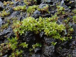 Attēlu rezultāti vaicājumam “Syntrichia latifolia”