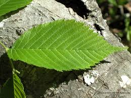 Attēlu rezultāti vaicājumam “Ulmus laevis leaf”