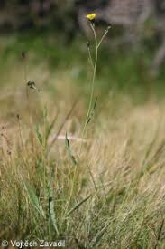 Attēlu rezultāti vaicājumam “Hieracium laevigatum”