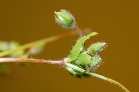 Attēlu rezultāti vaicājumam “Stellaria pallida”