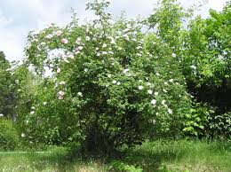 Attēlu rezultāti vaicājumam “Rosa canina”