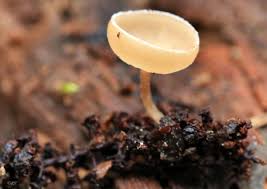 Attēlu rezultāti vaicājumam “Ciboria amentacea”