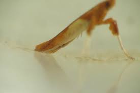 Attēlu rezultāti vaicājumam “Caloptilia hemidactylella”