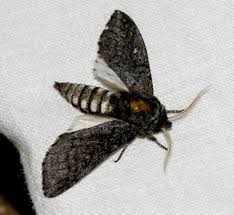 Attēlu rezultāti vaicājumam “Brachycera”