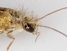 Attēlu rezultāti vaicājumam “Eriocraniidae”