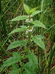 Attēlu rezultāti vaicājumam “Lycopus europaeus leaf”