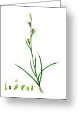 Attēlu rezultāti vaicājumam “Carex panicea”