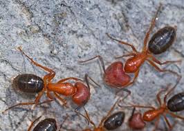 Attēlu rezultāti vaicājumam “Formicidae”