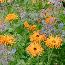 Attēlu rezultāti vaicājumam “Calendula officinalis”