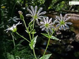 Attēlu rezultāti vaicājumam “Stellaria nemorum flower”