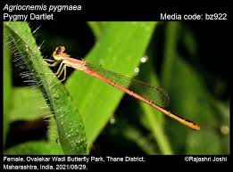 Attēlu rezultāti vaicājumam “Licea pygmaea macro”