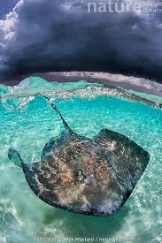 Image result for Hypanus americanus