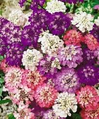 Image result for Iberis umbellata