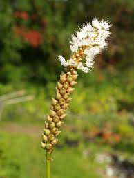 Attēlu rezultāti vaicājumam “Bistorta vivipara flower”