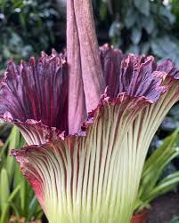 Attēlu rezultāti vaicājumam “Diachea muscorum stalked”