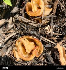 Attēlu rezultāti vaicājumam “Peziza varia”