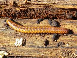 Attēlu rezultāti vaicājumam “Craspedosoma rawlinsi”