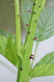 Attēlu rezultāti vaicājumam “Rubus nessensis”