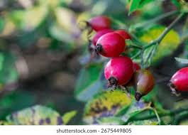 Attēlu rezultāti vaicājumam “Rosa majalis fruit”