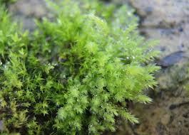 Attēlu rezultāti vaicājumam “Calliergonella lindbergii”