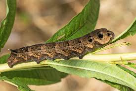 Attēlu rezultāti vaicājumam “Deilephila elpenor imago”