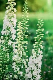 Image result for Delphinium consolida